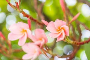 las flores rosadas del frangipani florecen maravillosamente. foto