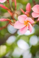 Pink Frangipani flowers bloom beautifully. photo