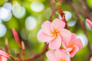 Pink Frangipani flowers bloom beautifully. photo