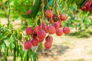 lichis en el árbol, primer plano de la fruta de lichi, frutas frescas de lichi foto