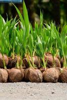 The seedlings of the coconut trees that are neatly laid out after being removed from the plot. Small coconut tree. photo