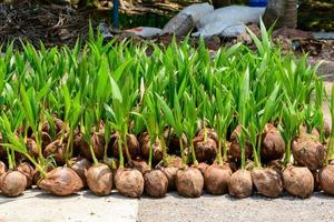 The seedlings of the coconut trees that are neatly laid out after being removed from the plot. Small coconut tree. photo