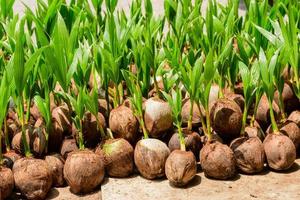 The seedlings of the coconut trees that are neatly laid out after being removed from the plot. Small coconut tree. photo