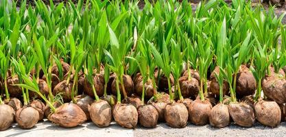 The seedlings of the coconut trees that are neatly laid out after being removed from the plot. Small coconut tree. photo