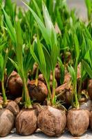 The seedlings of the coconut trees that are neatly laid out after being removed from the plot. Small coconut tree. photo
