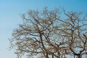 un gran árbol que está brotando nuevas hojas foto