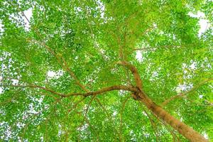 leaves viewed from the bottom of a tree on a white background. leaf background. photo