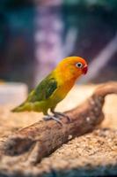 A parrot with beautiful colorful feathers. photo