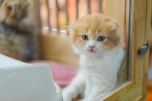 Cute orange scotch kitten with beautiful fur. photo