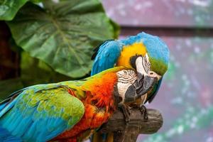 guacamayos coloridos con hermosas plumas. foto