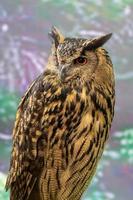 An owl is a beautiful cat-like bird. photo