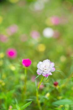 A colorful blossom, petals stacked overlapping in layers which variable and multi-colored. blur background photo