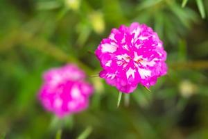 A colorful blossom, petals stacked overlapping in layers which variable and multi-colored. blur background photo