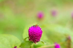 amaranto rosa con abeja alimentándose de néctar. foto