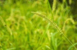 small grass flower with blurred background photo