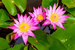 flores de loto rosa que florecen maravillosamente foto