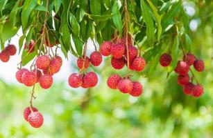 Lychees on the tree,Close up of lychee fruit,Fresh Lychee Fruits photo