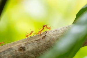 hormigas peleando en una rama. hormigas en ramitas. foto
