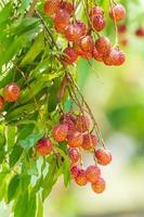 Lychees on the tree,Close up of lychee fruit,Fresh Lychee Fruits photo