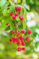 Lychees on the tree,Close up of lychee fruit,Fresh Lychee Fruits photo