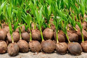 The seedlings of the coconut trees that are neatly laid out after being removed from the plot. Small coconut tree. photo