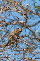 A monkey eating fruit on a branch photo