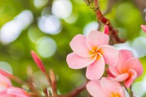 Pink Frangipani flowers bloom beautifully. photo