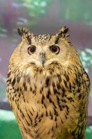 An owl is a beautiful cat-like bird. photo