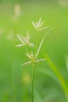 small grass flower with blurred background photo