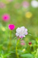 A colorful blossom, petals stacked overlapping in layers which variable and multi-colored. blur background photo
