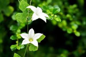 beautiful white coccinia flower background photo