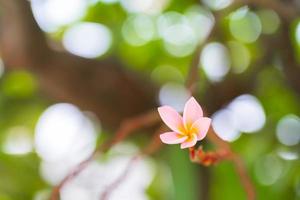 Pink Frangipani flowers bloom beautifully. photo