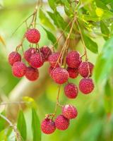 Lychees on the tree,Close up of lychee fruit,Fresh Lychee Fruits photo