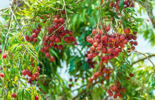 lichis en el árbol, primer plano de la fruta de lichi, frutas frescas de lichi foto