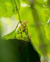 Colony of ants who are helping to build a nest. Ants close up. photo