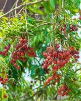 Lychees on the tree,Close up of lychee fruit,Fresh Lychee Fruits photo