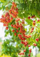 Lychees on the tree,Close up of lychee fruit,Fresh Lychee Fruits photo