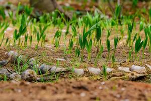 Seedlings of coconut trees in the cultivated area. Coconut plantation photo
