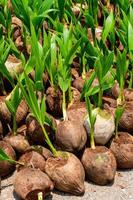 The seedlings of the coconut trees that are neatly laid out after being removed from the plot. Small coconut tree. photo