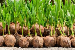 The seedlings of the coconut trees that are neatly laid out after being removed from the plot. Small coconut tree. photo