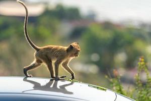 A monkey eating vegetables on the roof of a car
