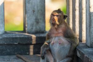 A monkey sitting waiting for food from tourists photo