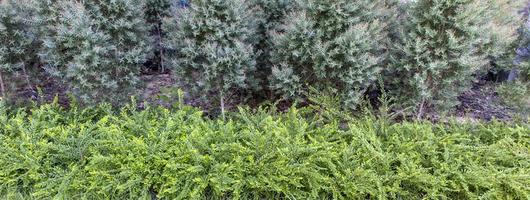 group of green leaves in the garden photo