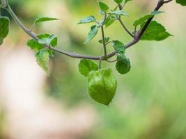 primer plano de grosella espinosa fresca colgando de un árbol en el jardín foto