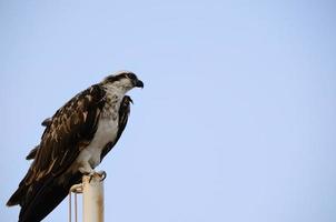 águila marina en la playa foto