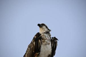 sea eagle looks photo