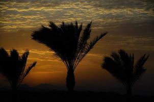 sunset with black palm trees photo