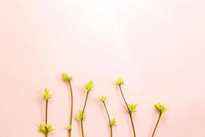 Delicate little leaves from open buds on branches-sprouts on a pink background. Spring, the beginning of a new life, tenderness. Copy space, frame photo