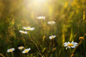 campo de flores de margaritas en la hierba bajo el sol. primavera, verano, ecología, vida rural natural, autenticidad, núcleo rural. copie el espacio