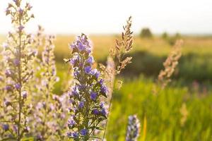 Field of wild violet flowers in the grass in the sun. Spring time, summertime, ecology, rural natural life, authenticity, cottage core. Copy space photo